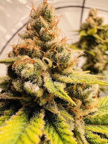 Growreport Bild 21