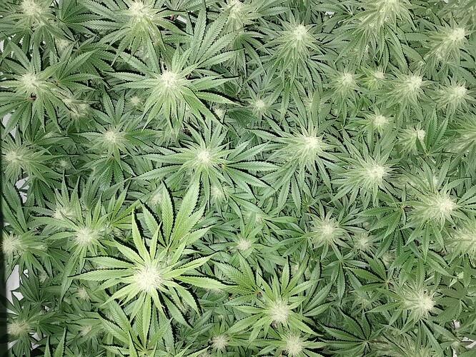 Growreport Bild 1