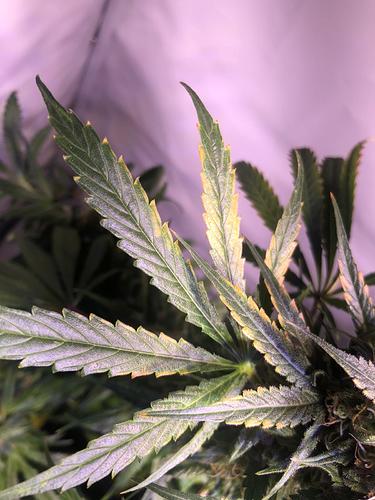 Growreport Bild 1