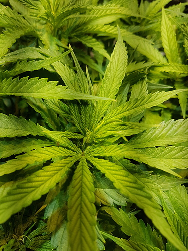 Growreport Bild 8