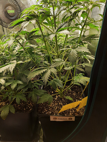 Growreport Bild 11