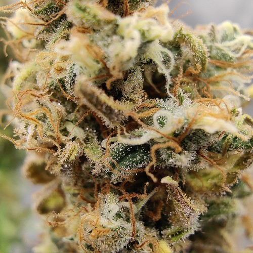 Growreport Bild 47