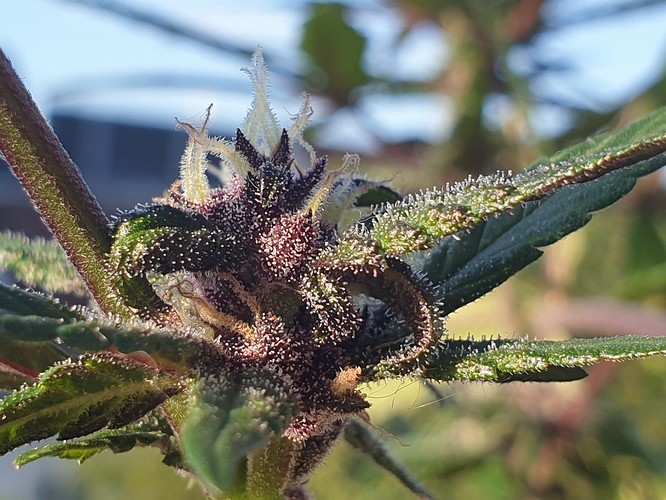 Growreport Bild 6