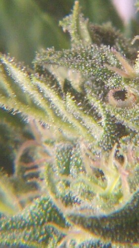 Growreport Bild 8