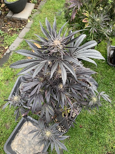 Growreport Bild 5