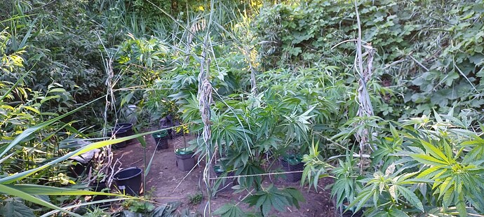 Growreport Bild 4