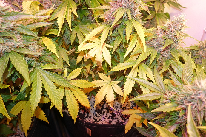 Growreport Bild 13