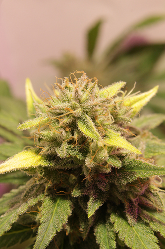 Growreport Bild 3