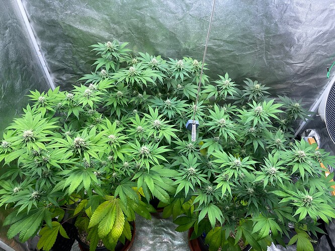 Growreport Bild 9