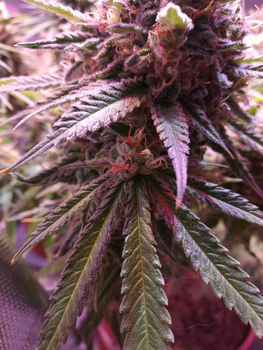 Growreport Bild 38