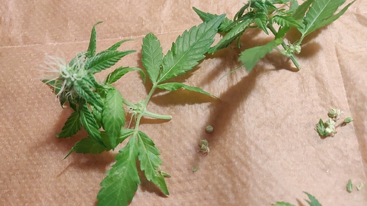 Growreport Bild 20