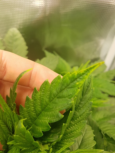Growreport Bild 6