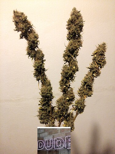 Growreport Bild 11