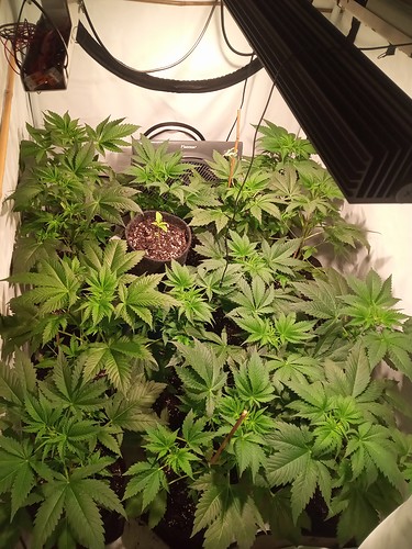 Growreport Bild 12