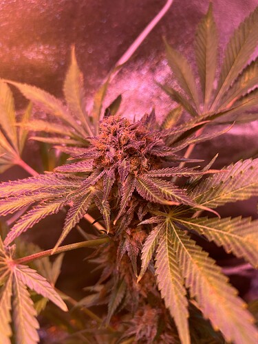 Growreport Bild 3
