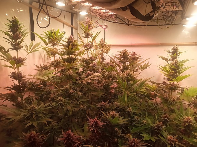 Growreport Bild 82