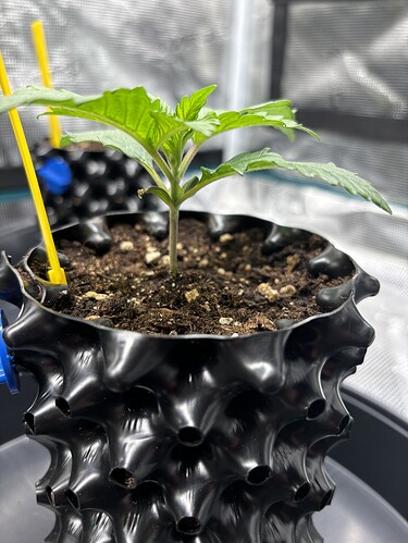 Growreport Bild 54
