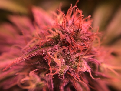 Growreport Bild 15