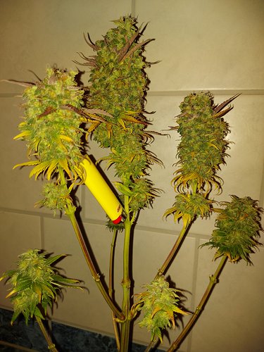 Growreport Bild 9