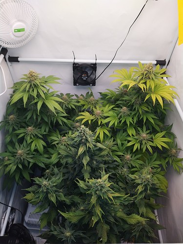 Growreport Bild 18