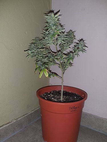Growreport Bild 1