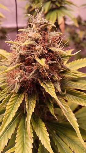 Growreport Bild 14
