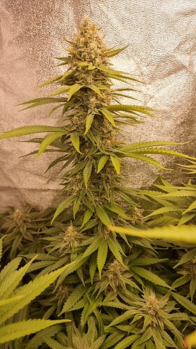 Growreport Bild 7