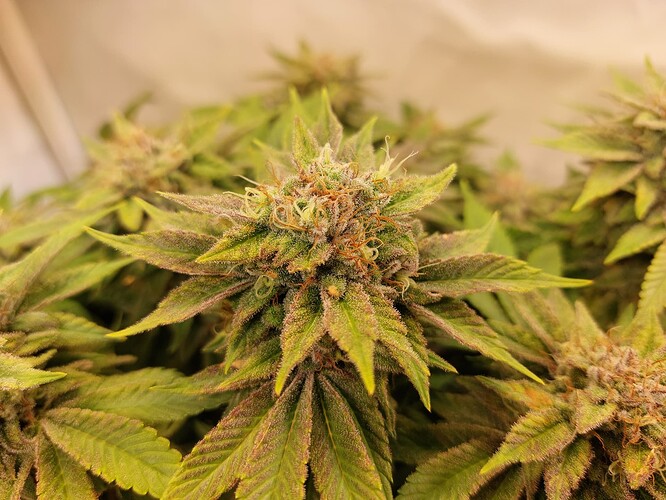 Growreport Bild 3