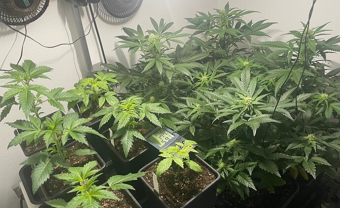 Growreport Bild 19