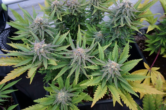 Critical3