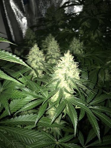 Growreport Bild 1