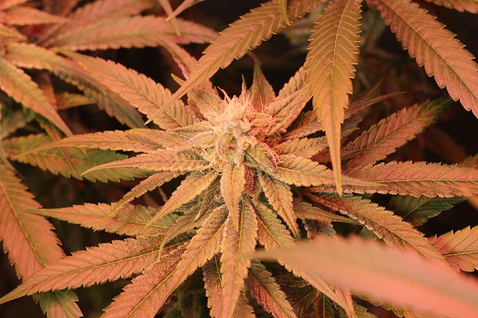 Growreport Bild 12