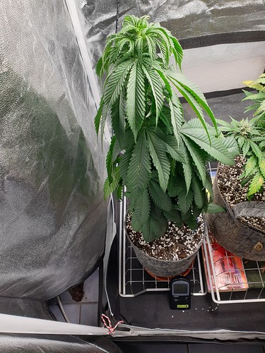 Growreport Bild 9