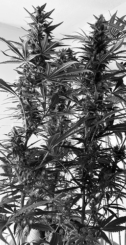 Growreport Bild 6