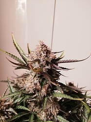 Mimosa_240111-1