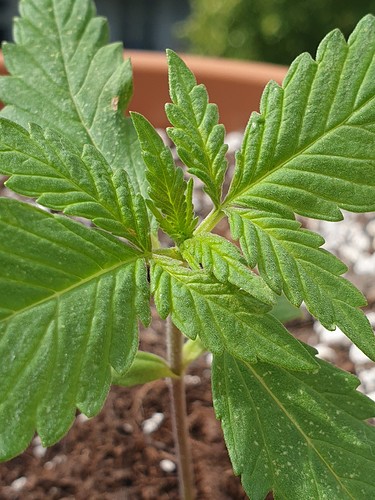 Growreport Bild 5