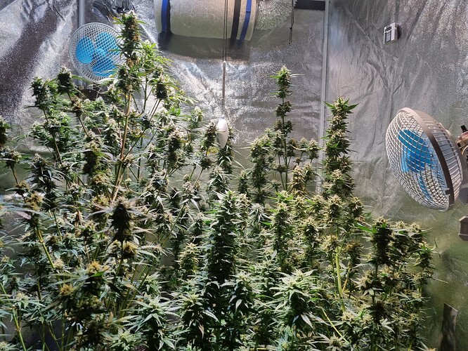 Growreport Bild 73
