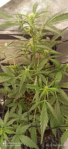 IMG-20231001-WA0011