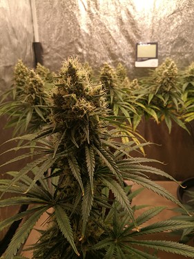 Growreport Bild 20