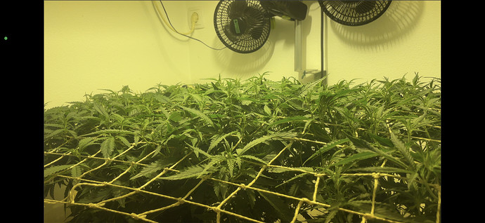 Growreport Bild 13