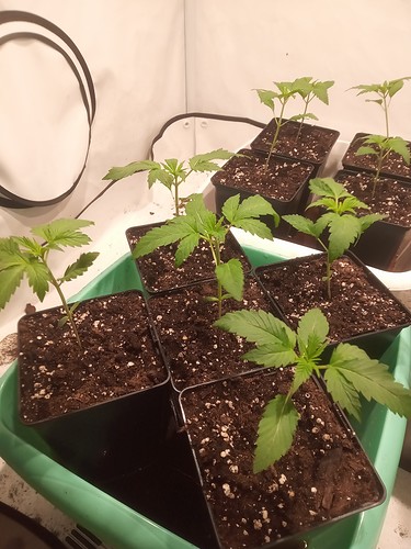 Growreport Bild 17