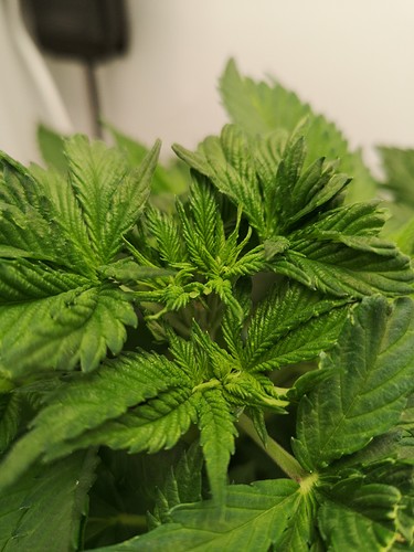 Growreport Bild 6