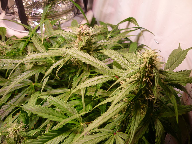 Growreport Bild 2