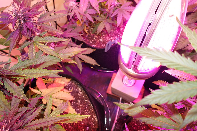 Growreport Bild 11