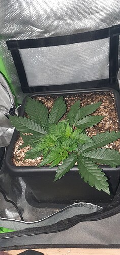 Growreport Bild 3