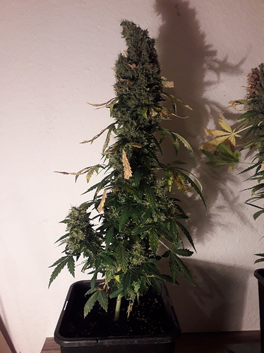 Growreport Bild 8