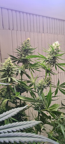 Growreport Bild 1