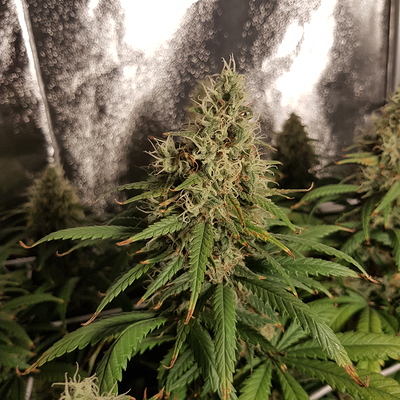 Growreport Bild 14