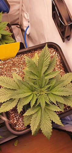 Growreport Bild 6
