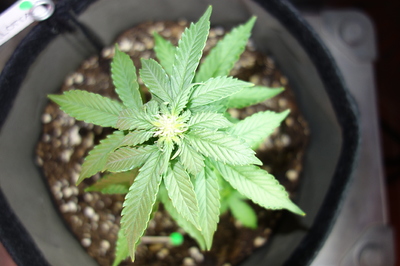 Eine junge Cannabispflanze in einem Stofftopf, die sich im Wuchs befindet.
